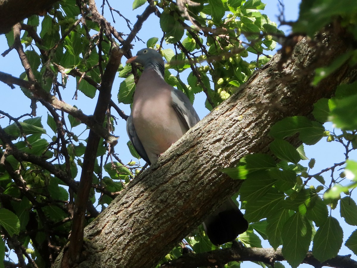 Common Wood-Pigeon - Kseniia Marianna Prondzynska