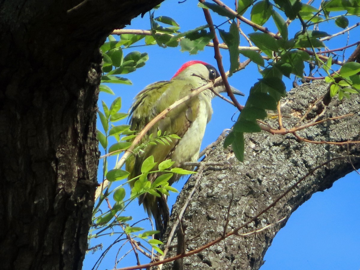 Eurasian Green Woodpecker - Kseniia Marianna Prondzynska