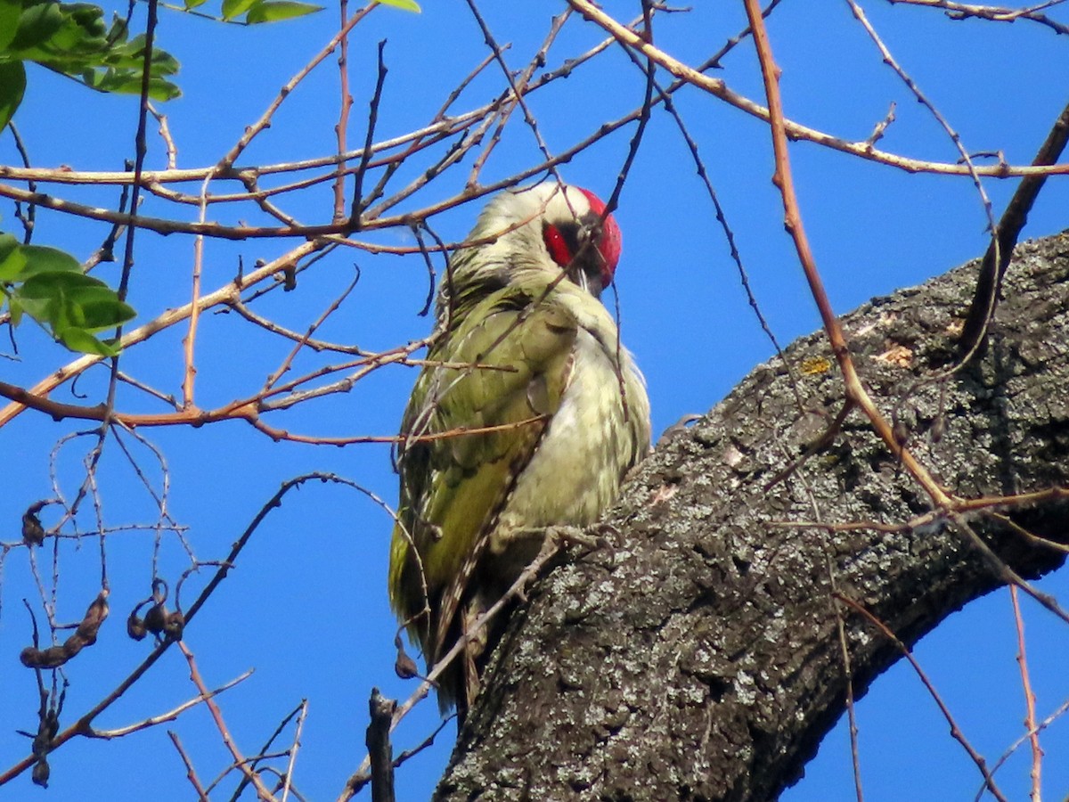 Eurasian Green Woodpecker - Kseniia Marianna Prondzynska