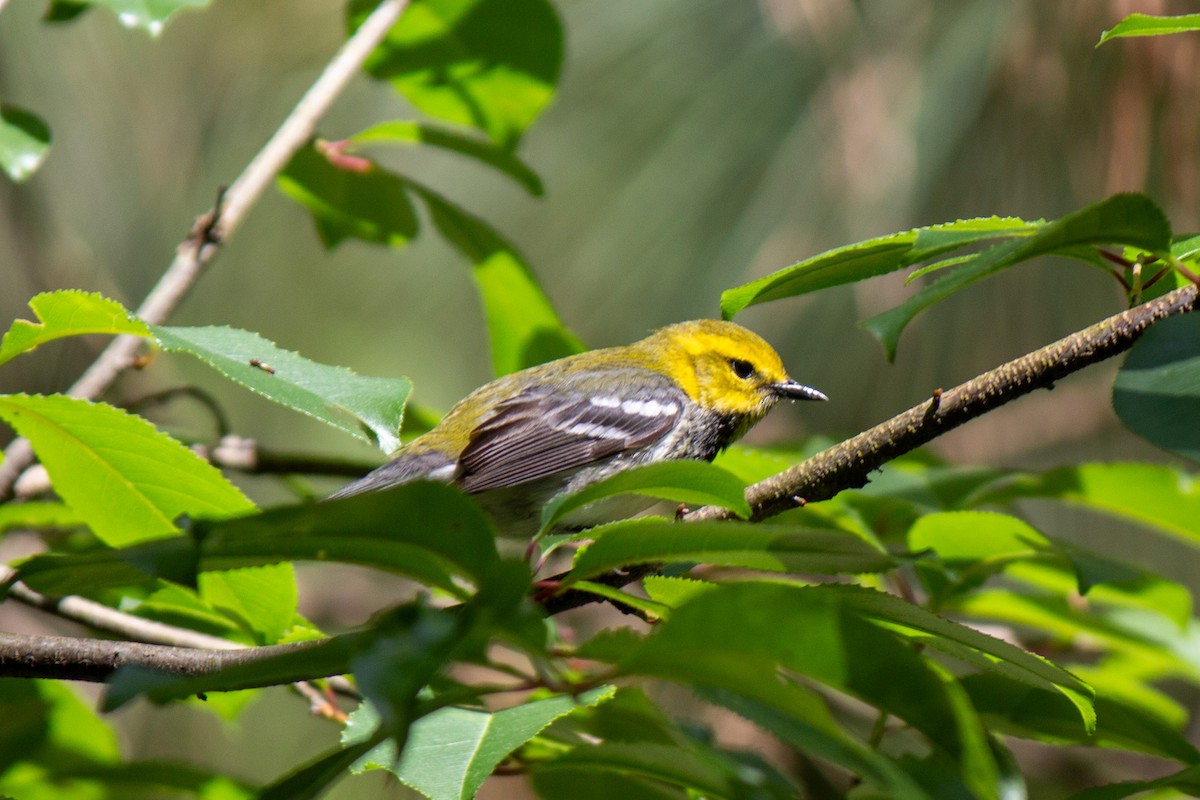 Black-throated Green Warbler - Will Shattuck