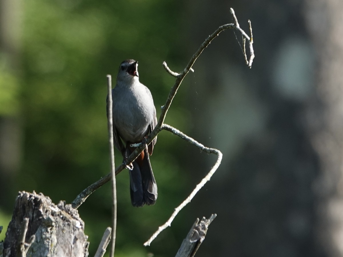 Gray Catbird - Lottie Bushmann