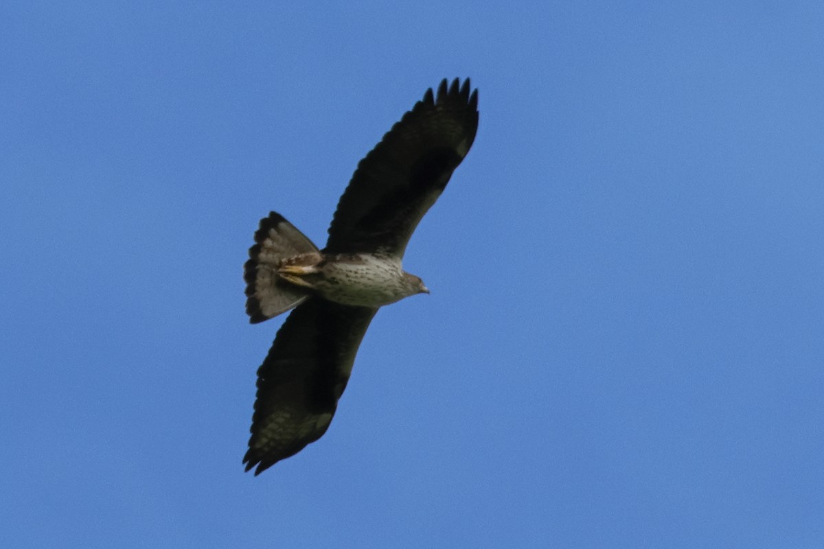 Bonelli's Eagle - Alexandre Hespanhol Leitão