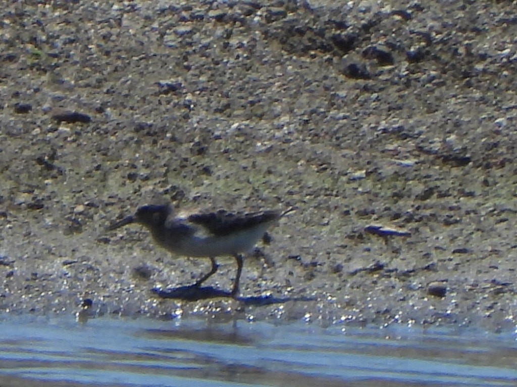 Sanderling - Leroy E. Yoder