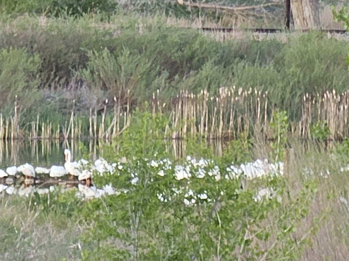 American White Pelican - ML618986143