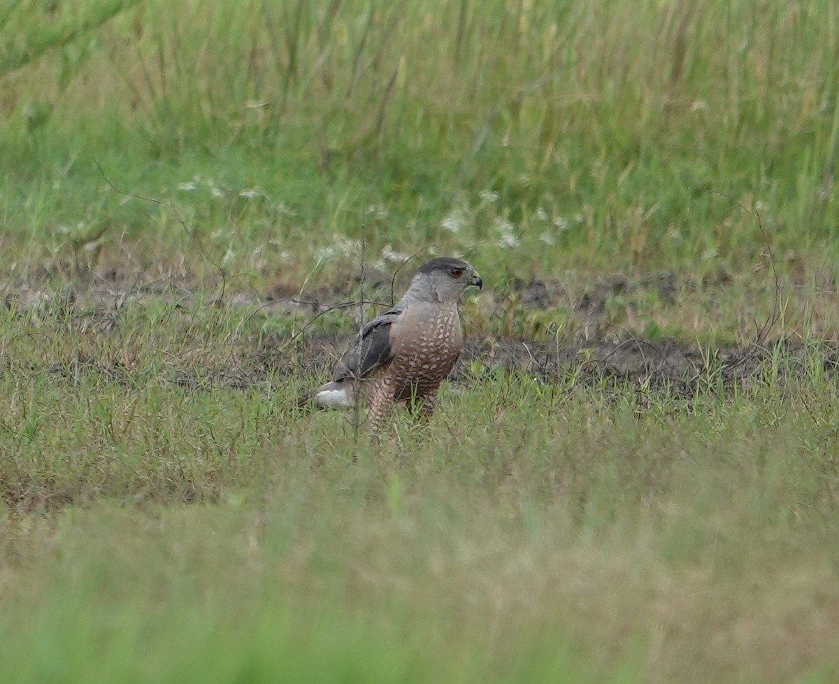 Cooper's Hawk - ML618986151