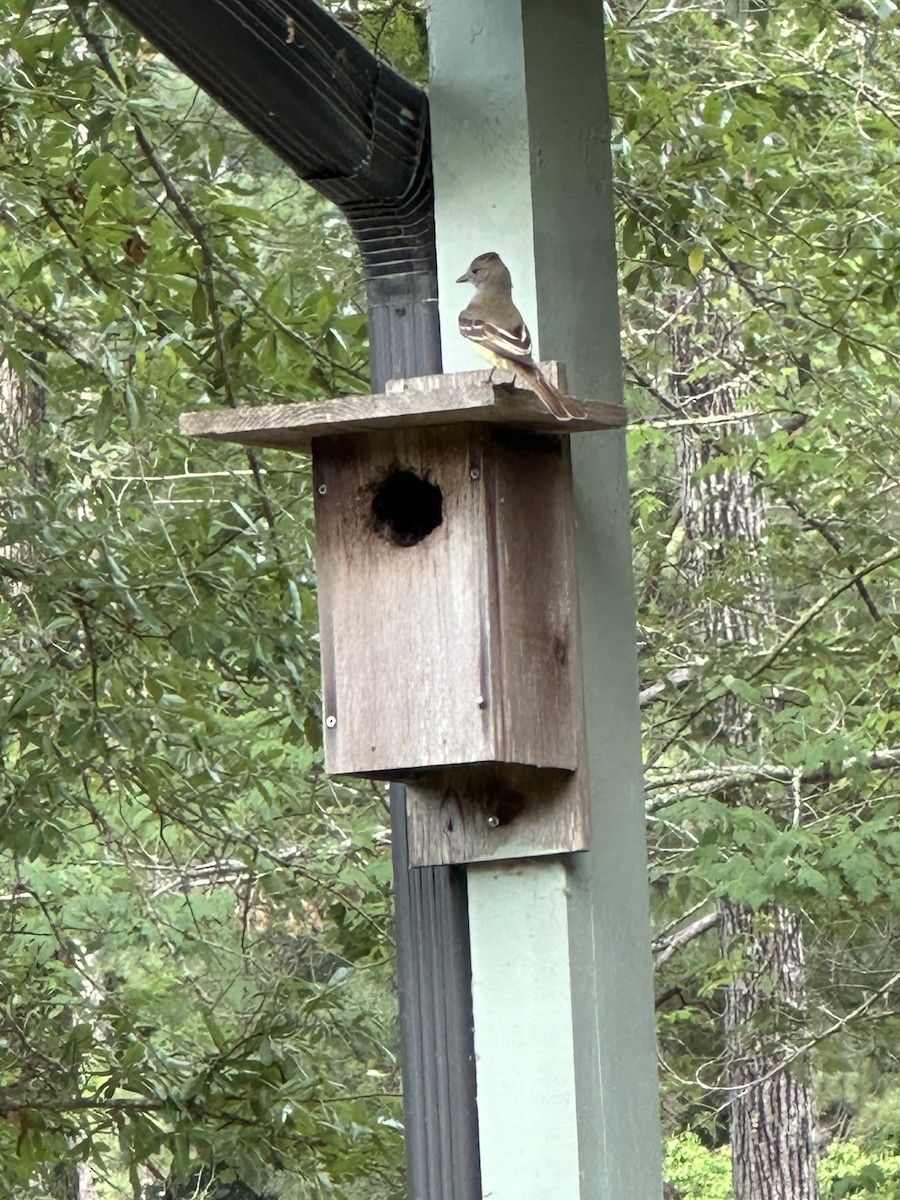 Great Crested Flycatcher - ML618986161