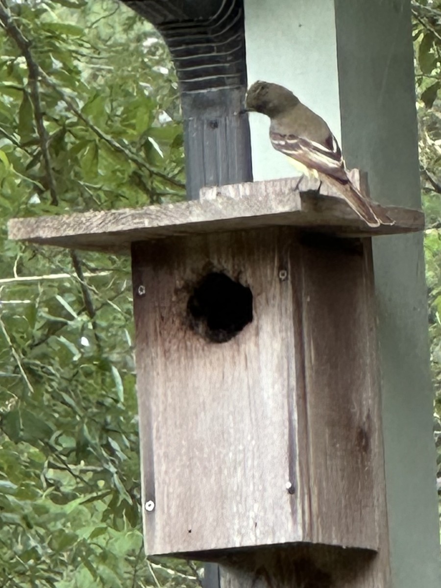 Great Crested Flycatcher - Marsha Moon