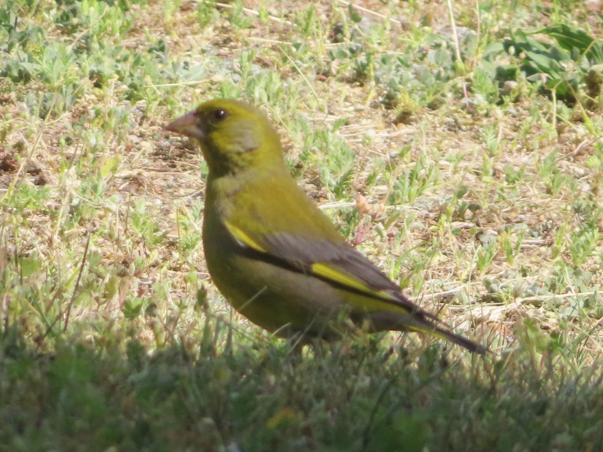 European Greenfinch - ML618986170