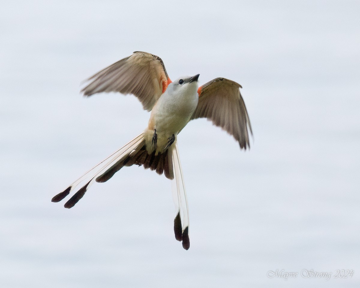 Scissor-tailed Flycatcher - ML618986183