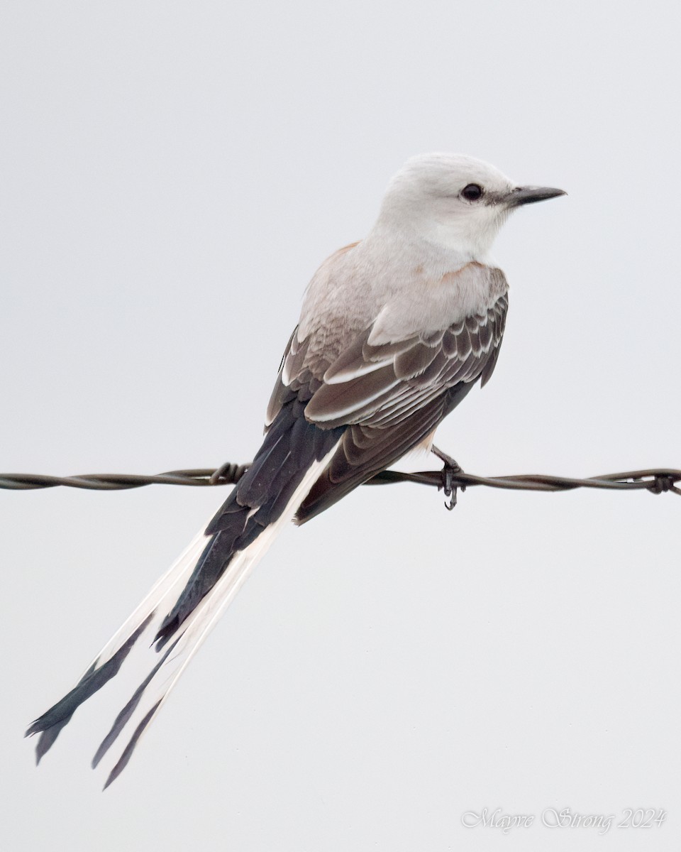 Scissor-tailed Flycatcher - Mayve Strong