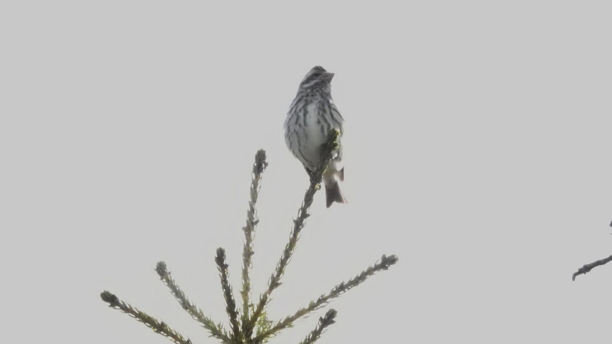 Purple Finch - ML618986186