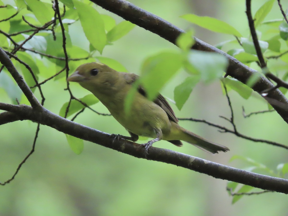 Scarlet Tanager - Tim Carney