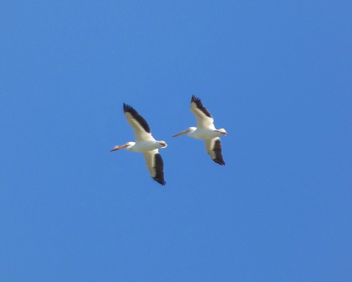 American White Pelican - ML618986204