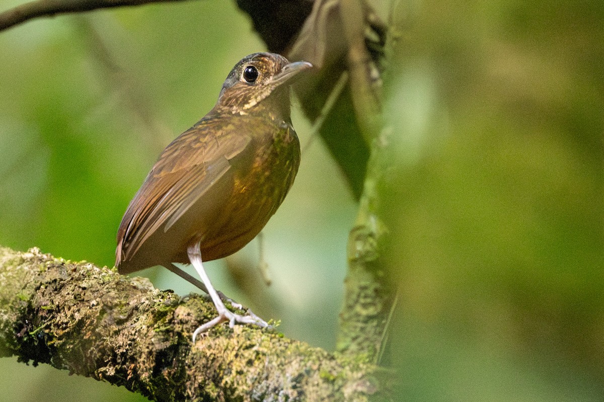 Scaled Antpitta - Michael Cook