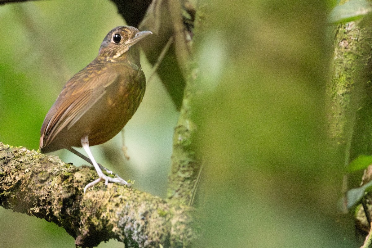 Scaled Antpitta - Michael Cook