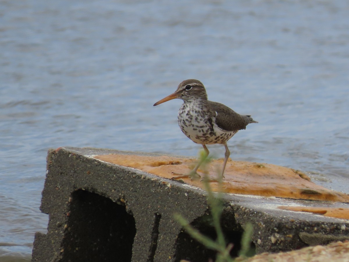 Spotted Sandpiper - Holly Cox
