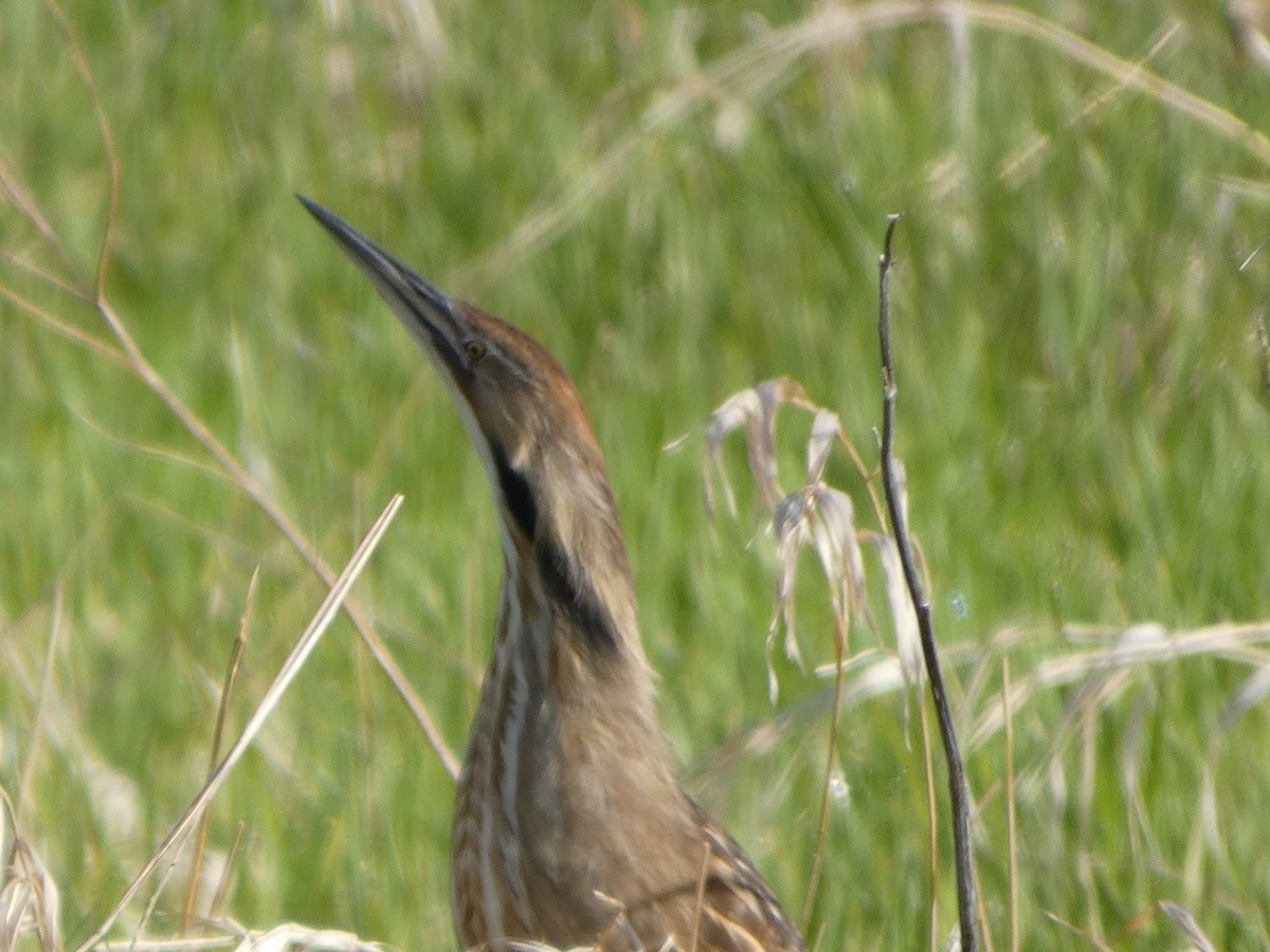 American Bittern - ML618986238