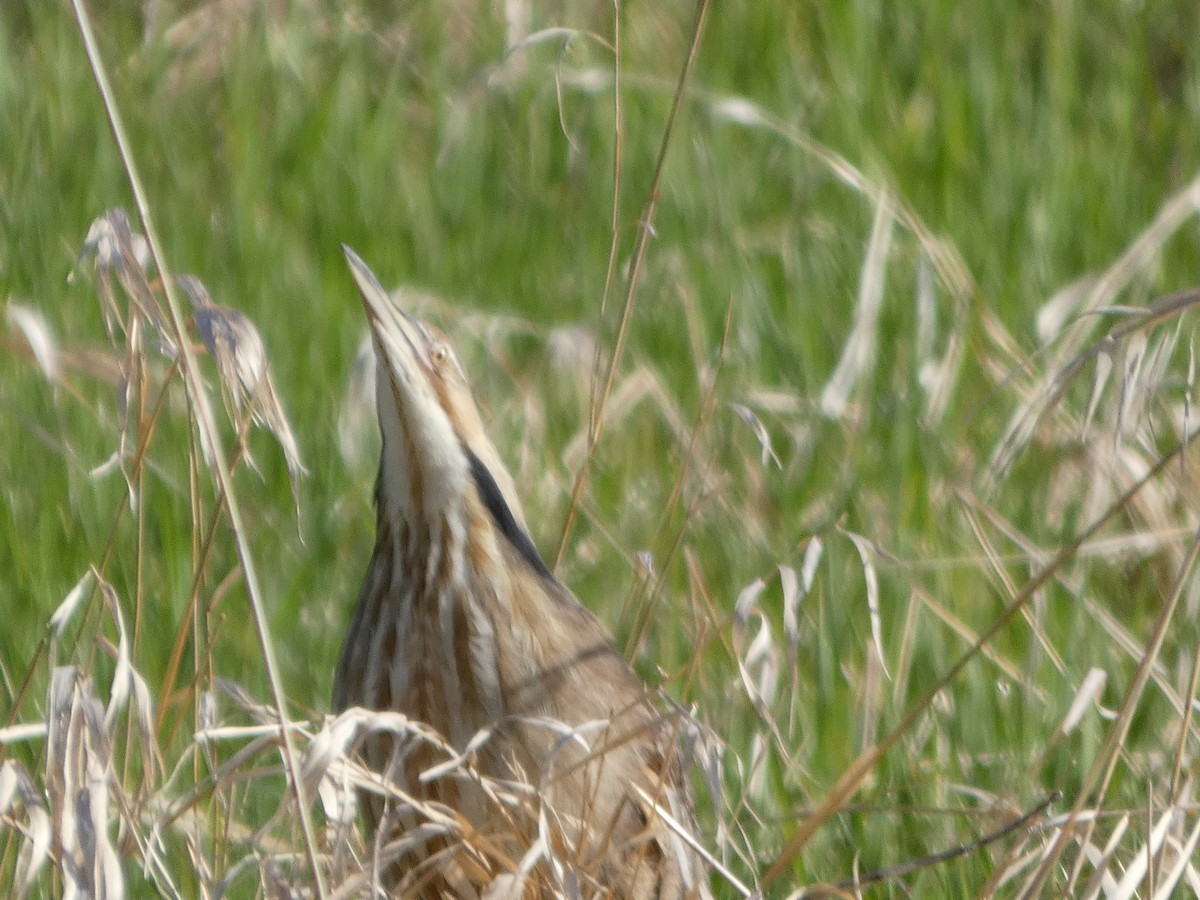 American Bittern - ML618986240