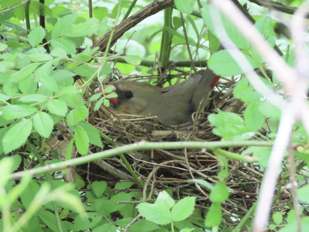 Northern Cardinal - ML618986255