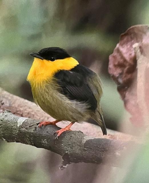 Golden-collared Manakin - Billie Knight