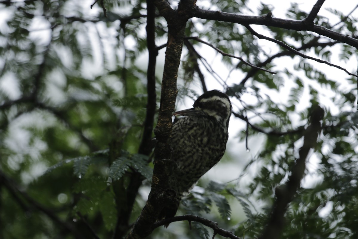Checkered Woodpecker - Susana Godoy Cestau