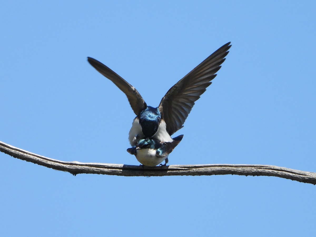 Tree Swallow - ML618986271