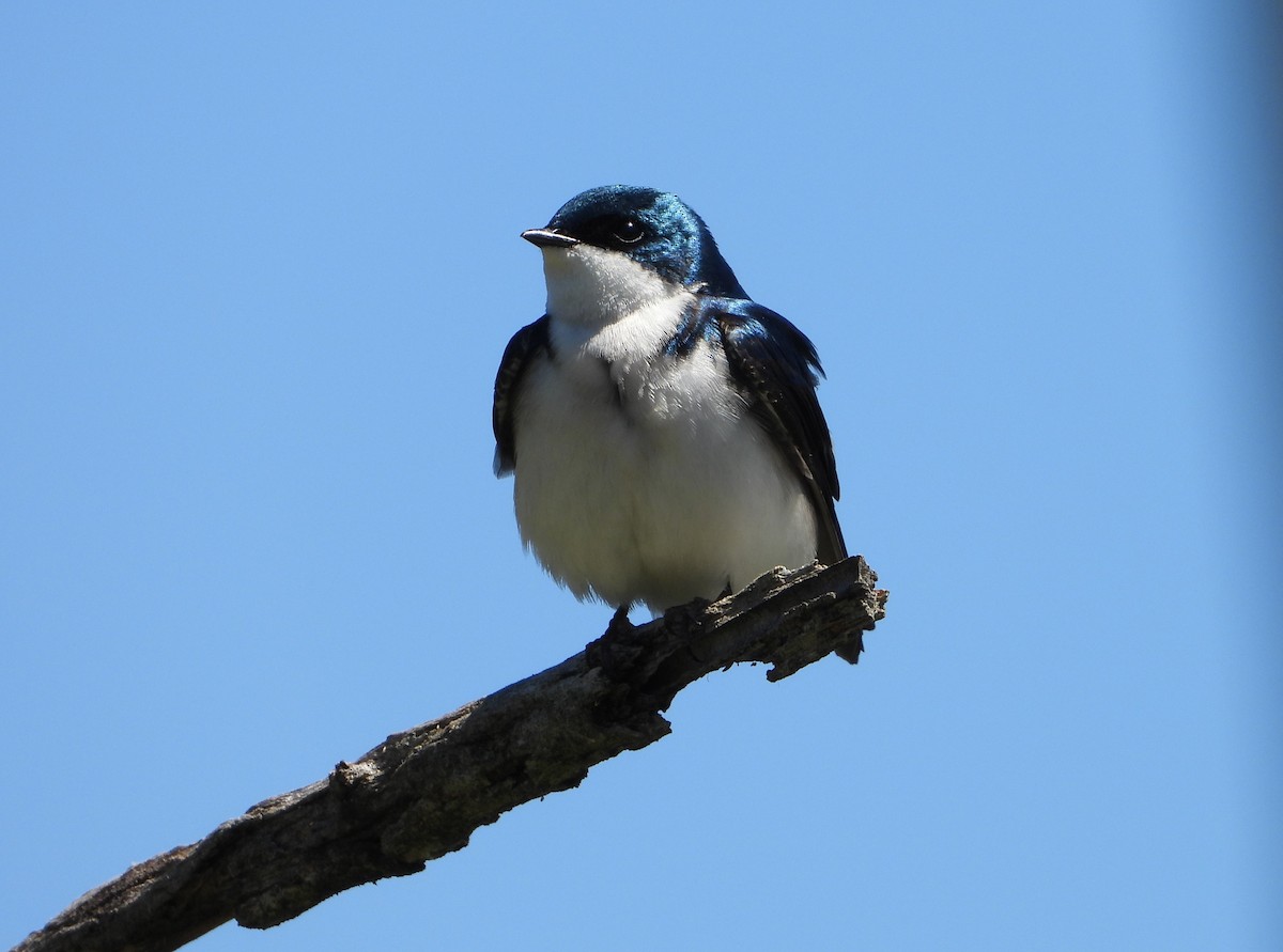 Tree Swallow - ML618986273