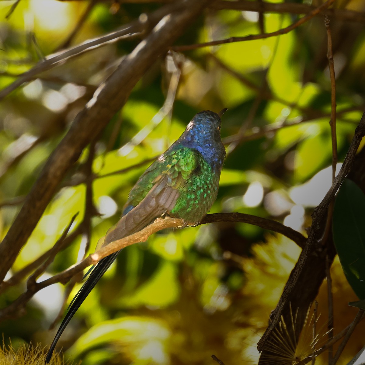 Swallow-tailed Hummingbird - ML618986277