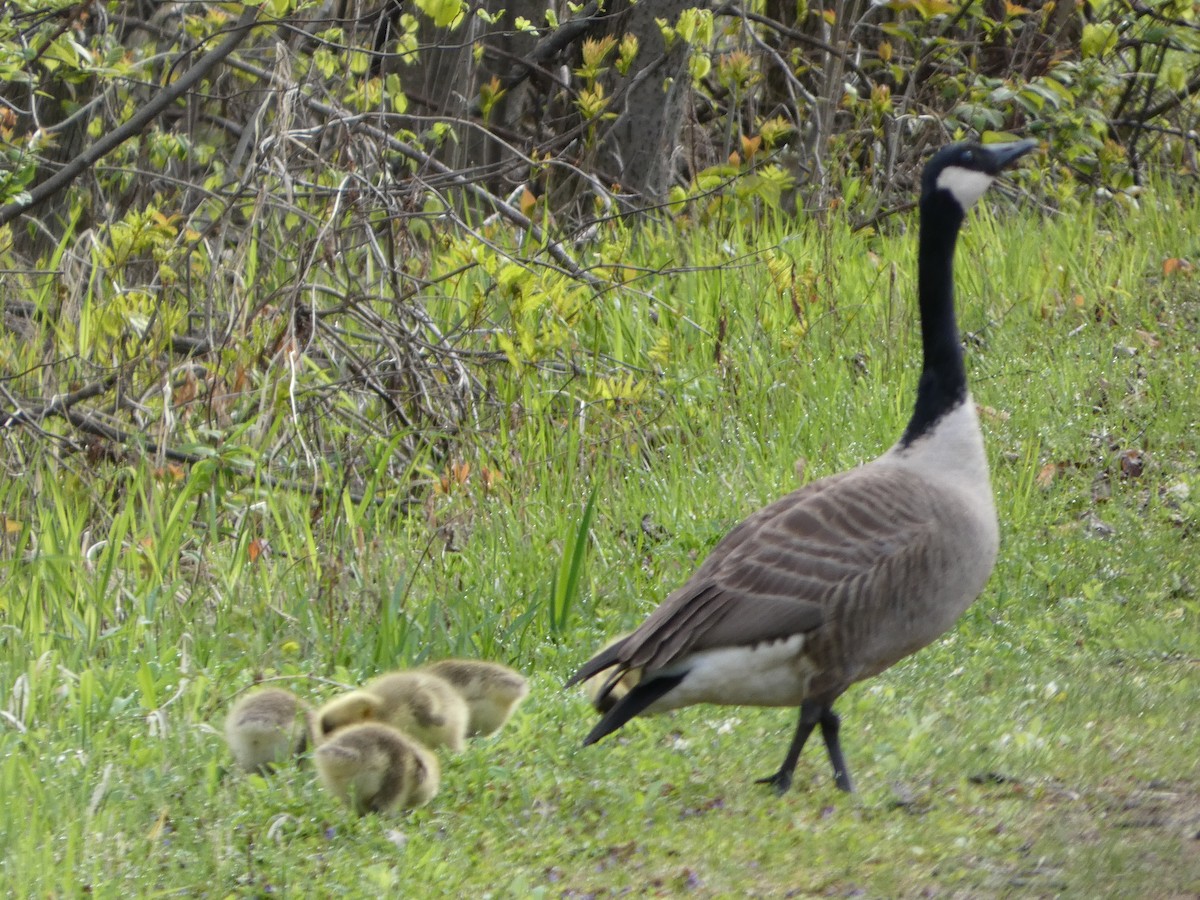 Canada Goose - Johanne Lafrance