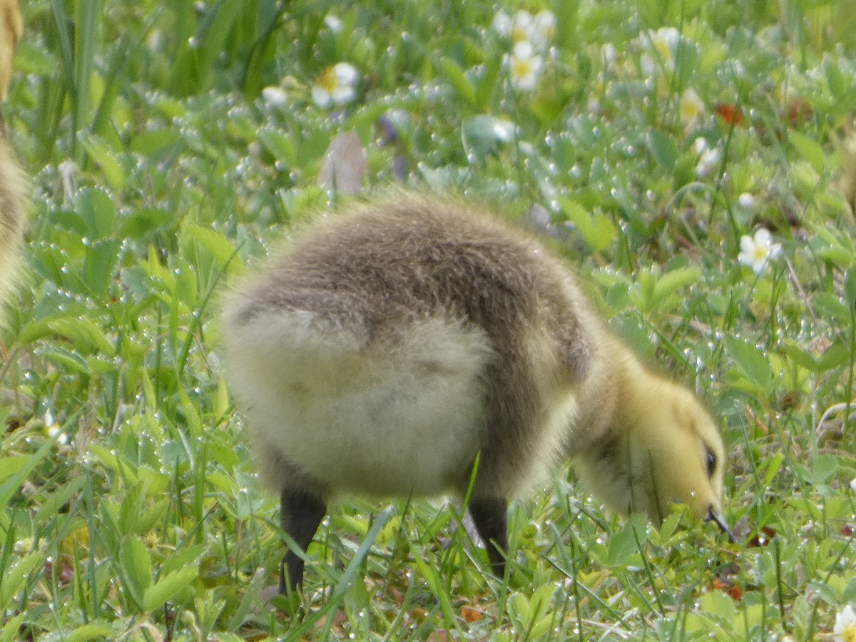 Canada Goose - ML618986284