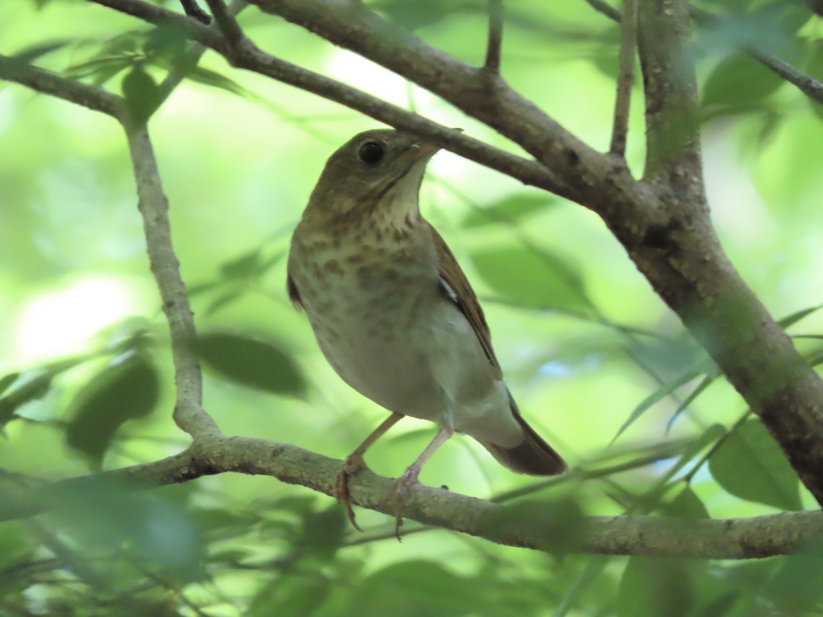 Veery - ML618986289