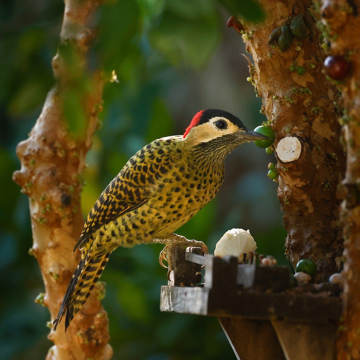 Green-barred Woodpecker - Paulo Valadao