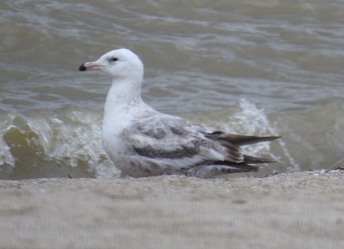 Gaviota Argéntea (americana) - ML618986310