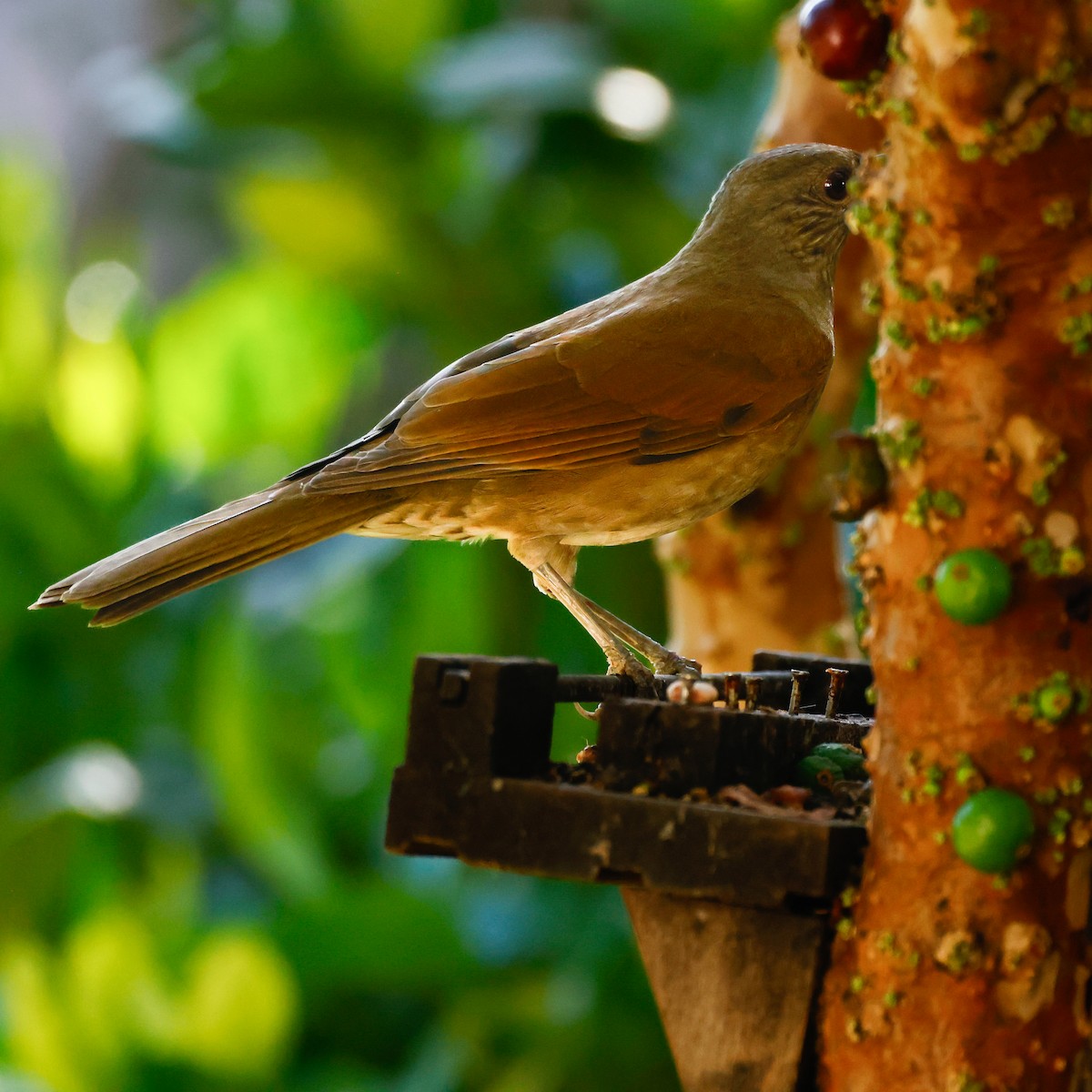 Pale-breasted Thrush - ML618986317