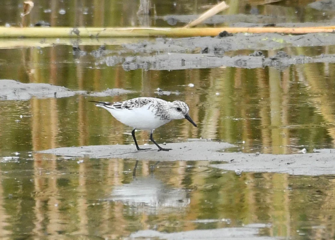 Bécasseau sanderling - ML618986318