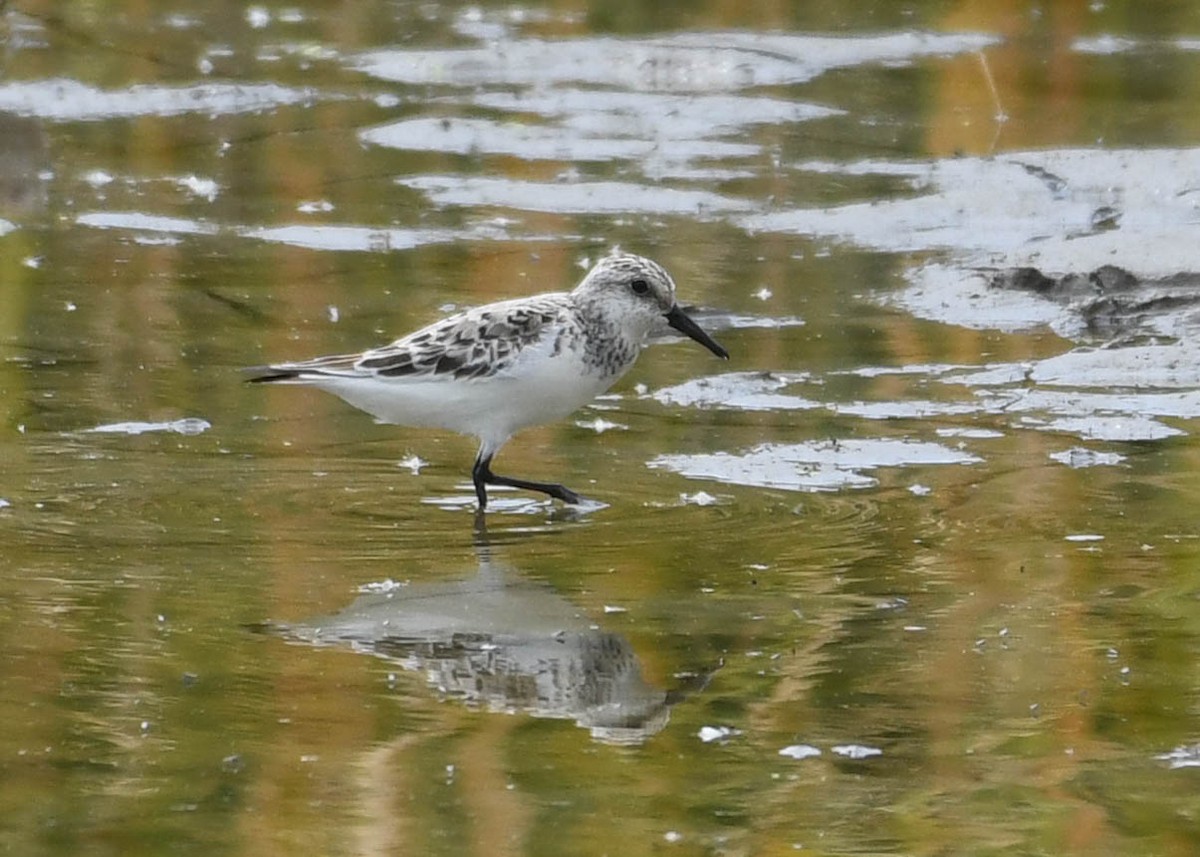 Sanderling - Joanne Dial