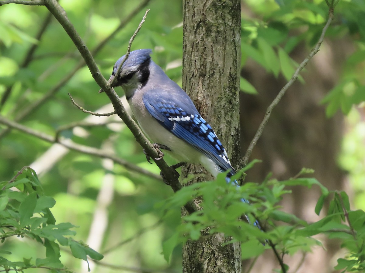 Blue Jay - ML618986348