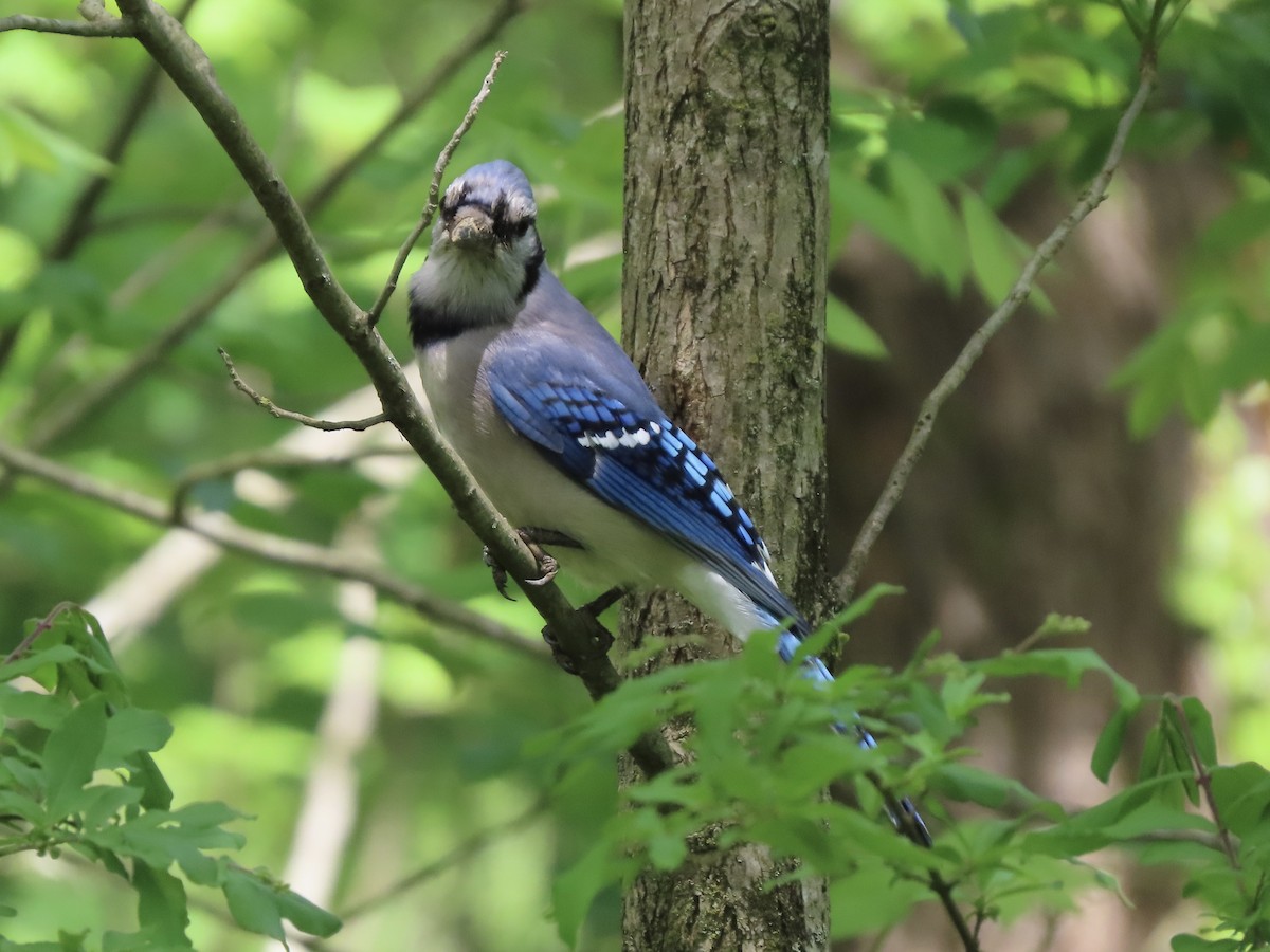 Blue Jay - Tim Carney