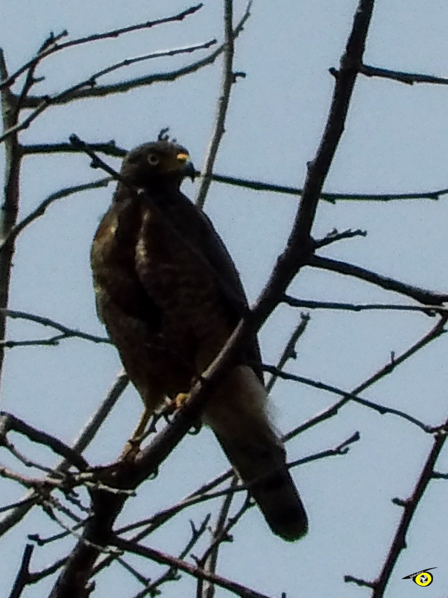 Roadside Hawk - ML618986361