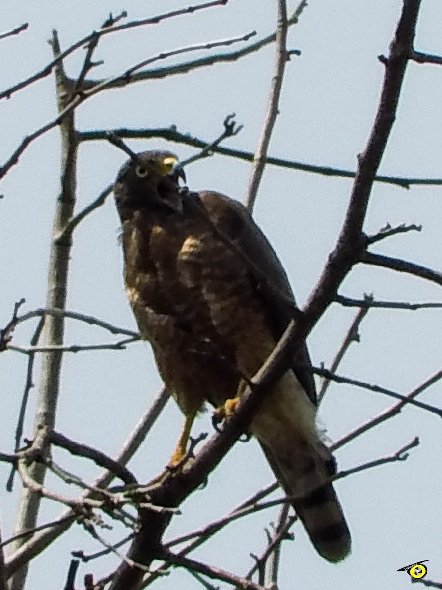 Roadside Hawk - ML618986363