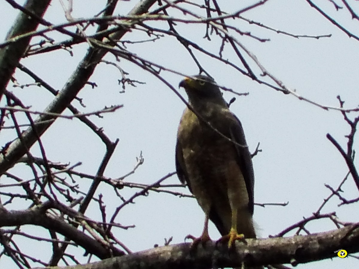 Roadside Hawk - Christophe Lecocq