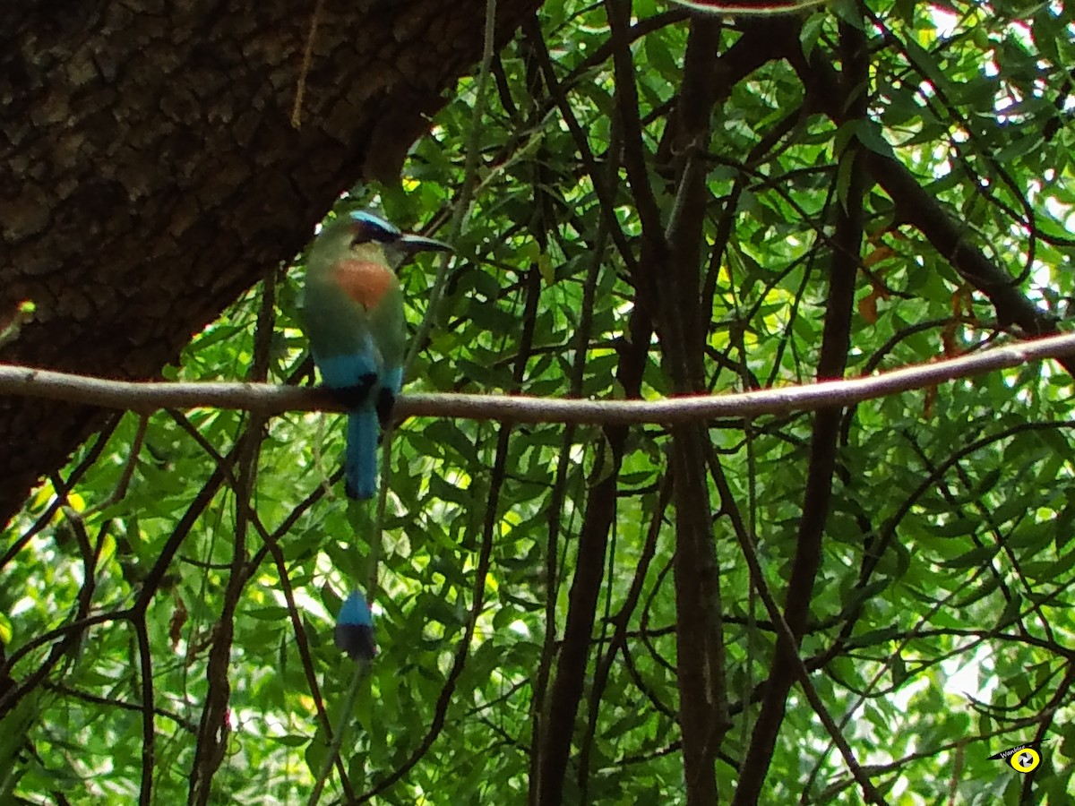 Turquoise-browed Motmot - ML618986388