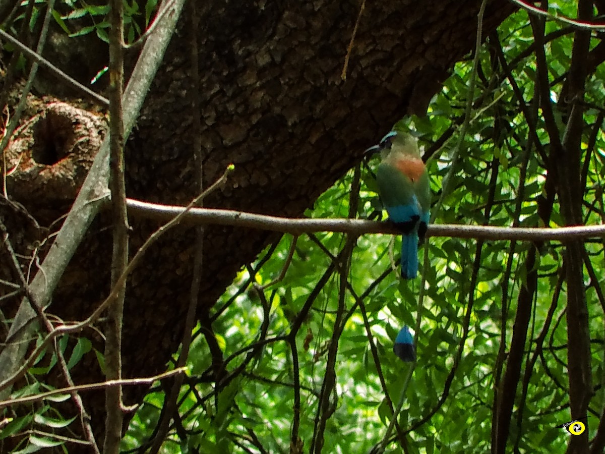 Turquoise-browed Motmot - Christophe Lecocq