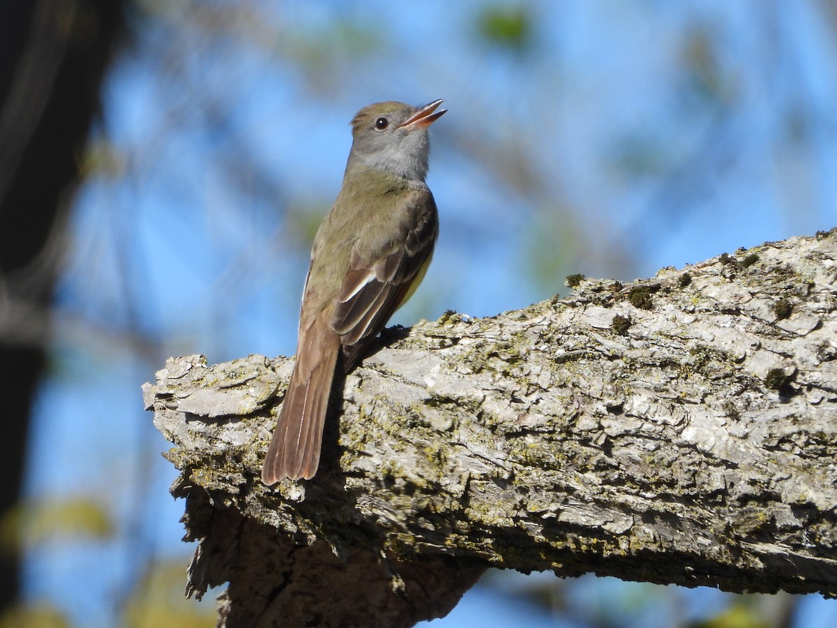 Great Crested Flycatcher - valerie pelchat