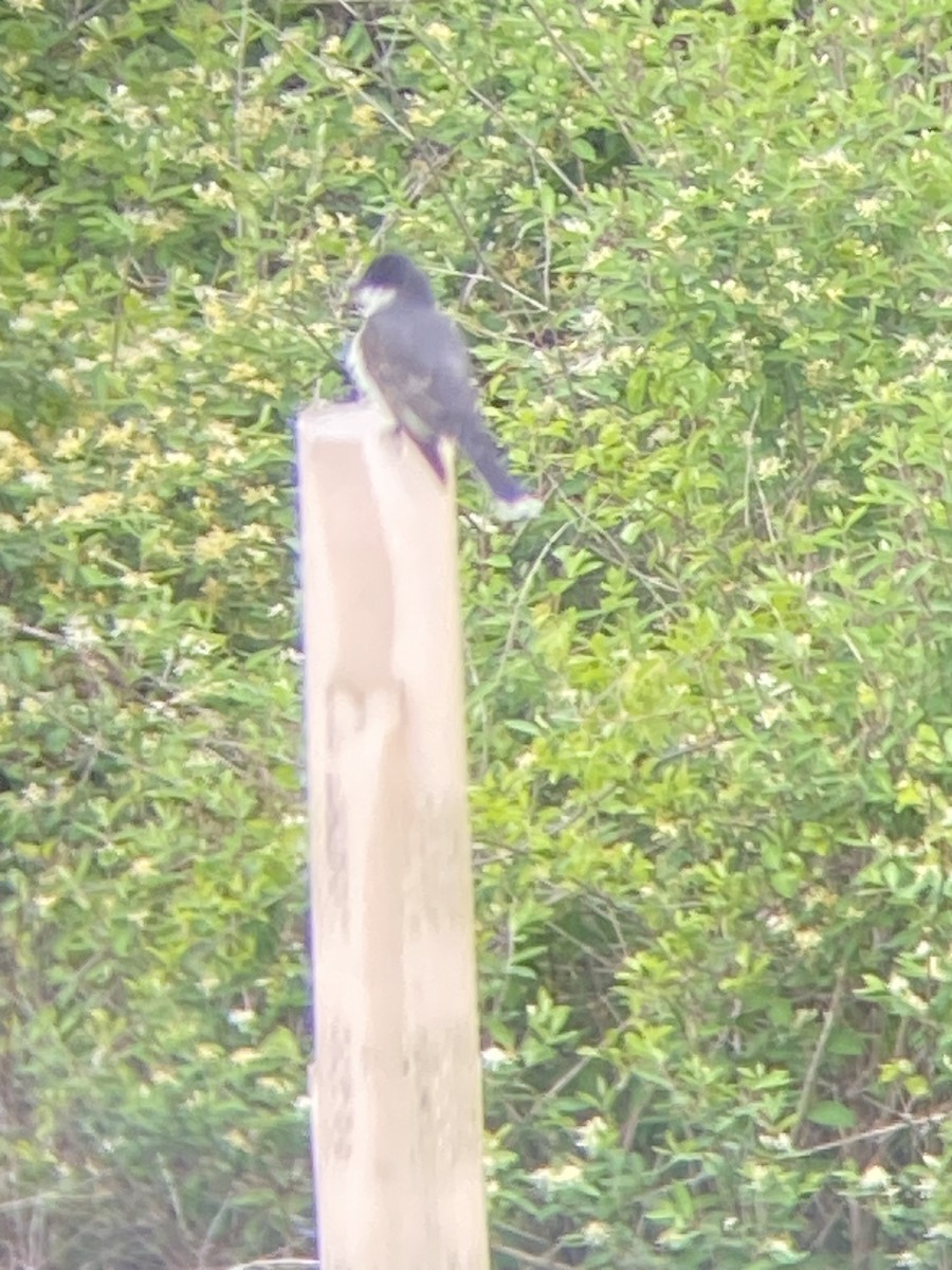 Eastern Kingbird - Monica Powers 🦉