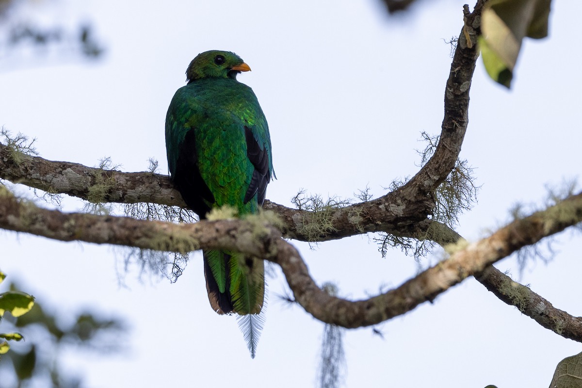 White-tipped Quetzal - Michael Cook
