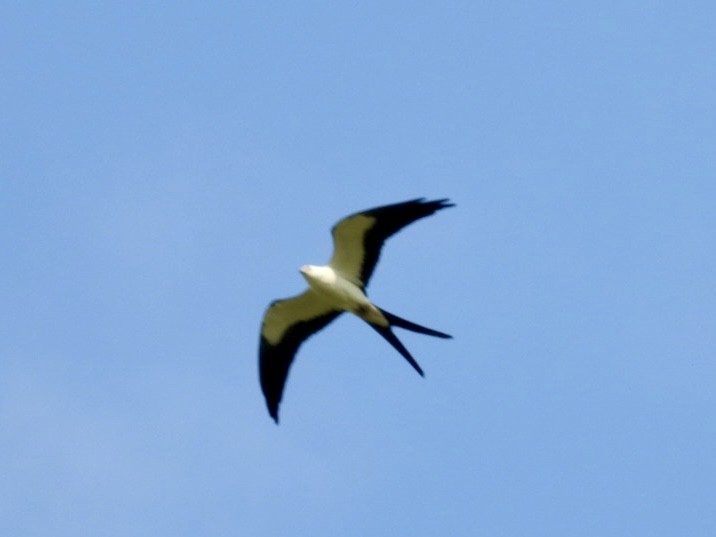 Swallow-tailed Kite - Elizabeth Stakenborg