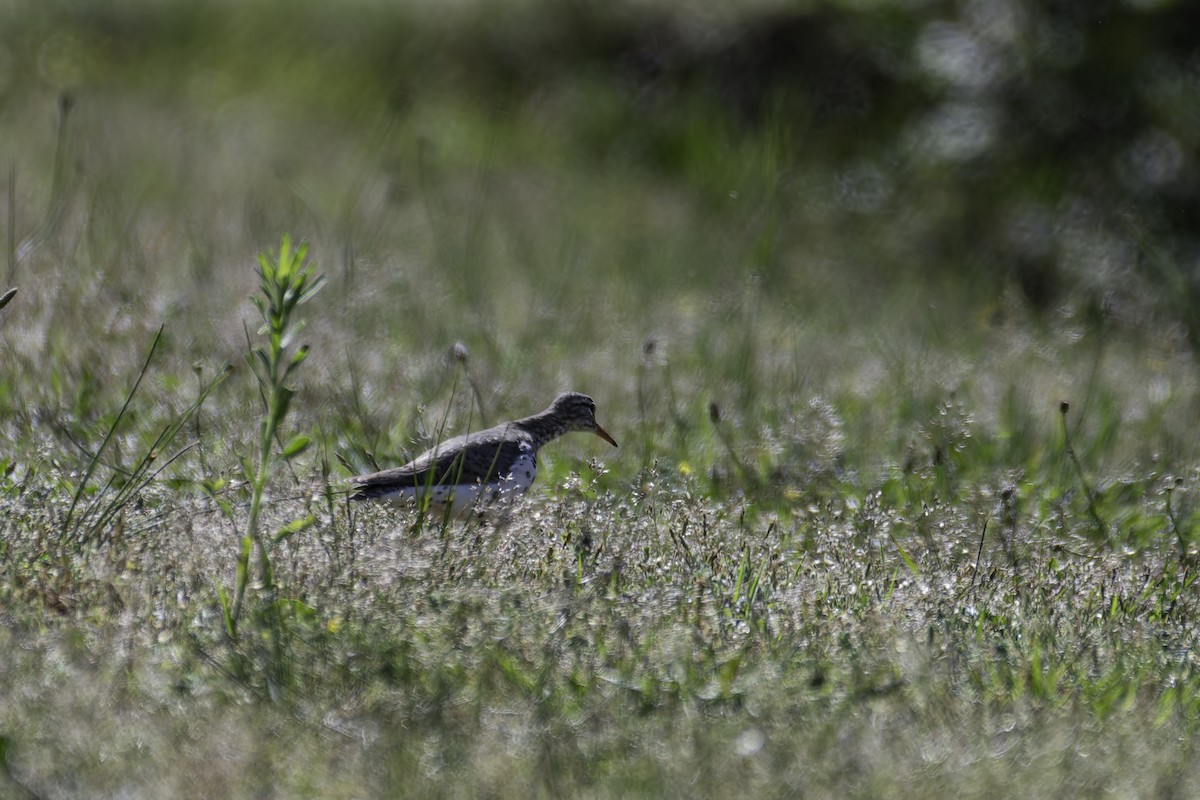 Spotted Sandpiper - ML618986432