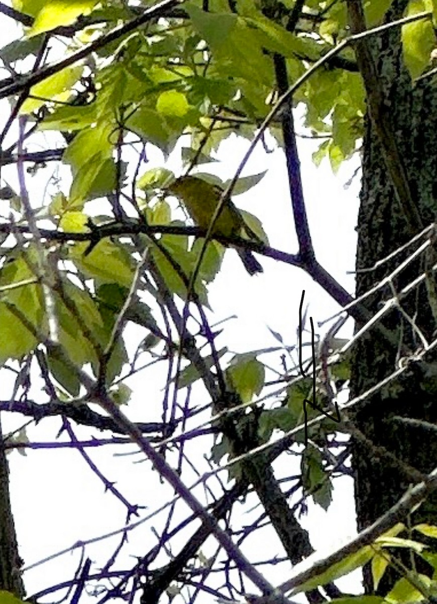 Wilson's Warbler - Matt Britt