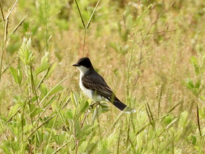 Eastern Kingbird - ML618986438